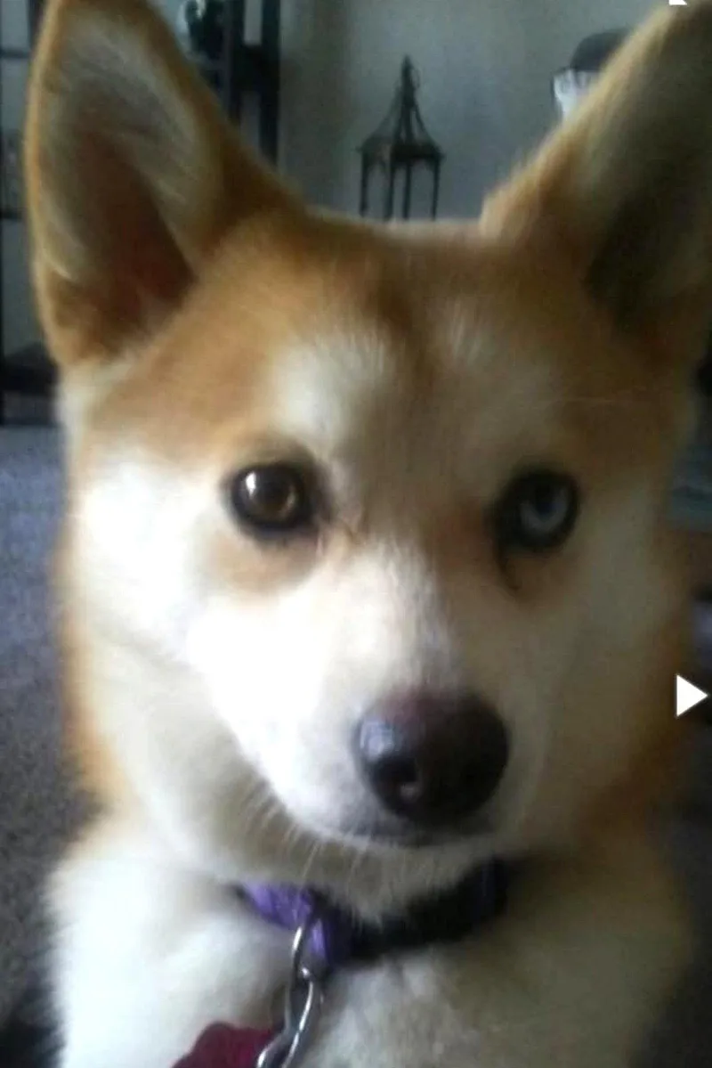 Hazel thumbnail 3