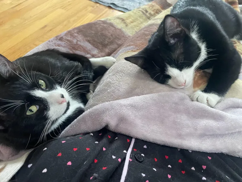 A baby medium-sized male Black & White / Tuxedo Domestic Short Hair cat named Avett & Carlile for adoption in New Britain, CT