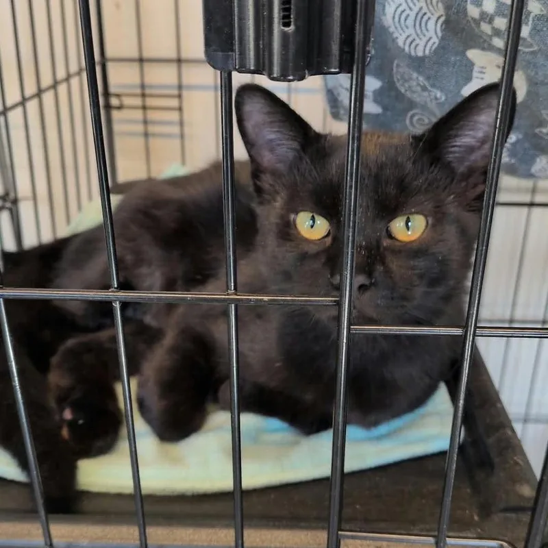 A young small-sized male Black Domestic Short Hair cat named Dante for adoption in Washington, DC