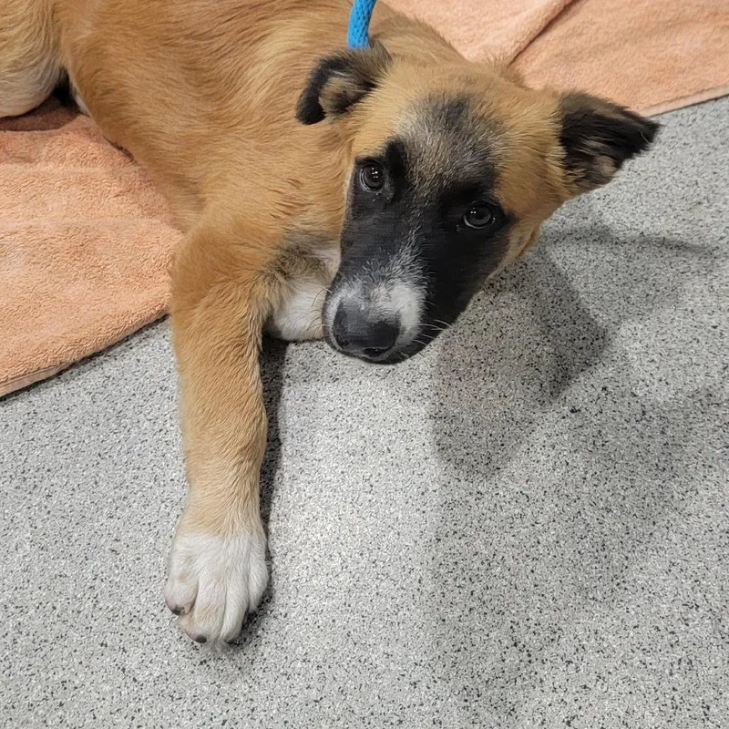 A young medium-sized female Yellow / Tan / Blond / Fawn Shepherd dog named Clover for adoption in Tampa, FL