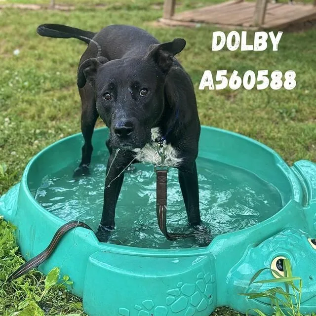 Dolby
