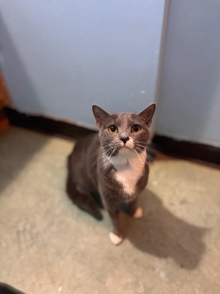 A young medium-sized female Domestic Short Hair cat named Roxy for adoption in Port Jervis, NY