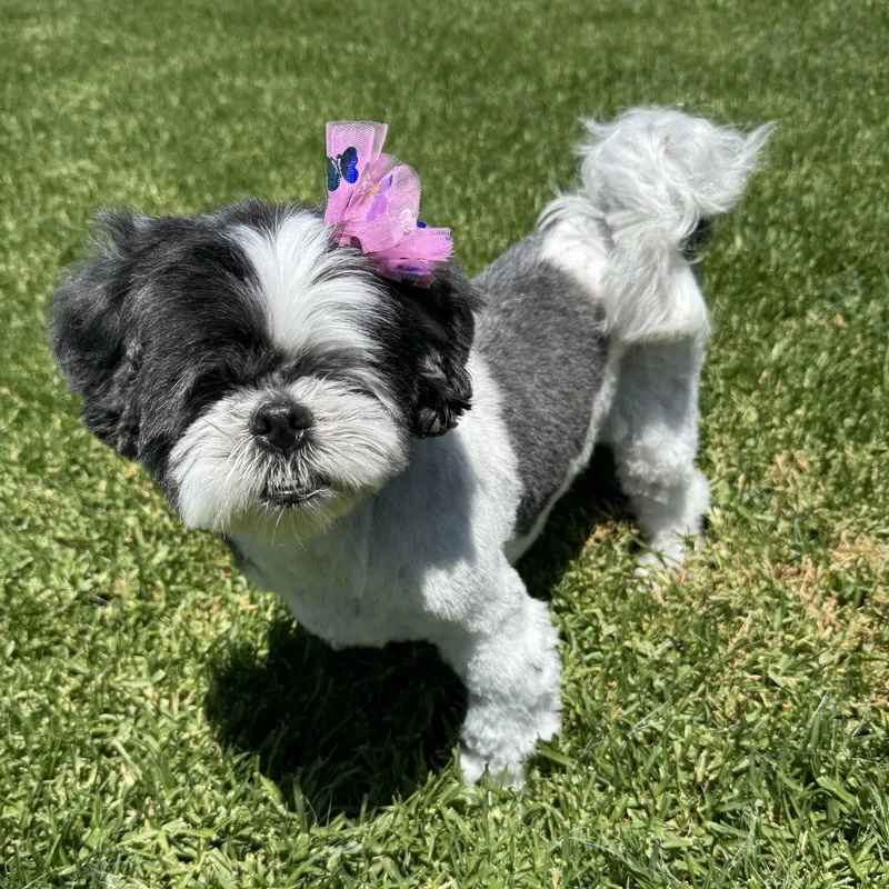 Gracie