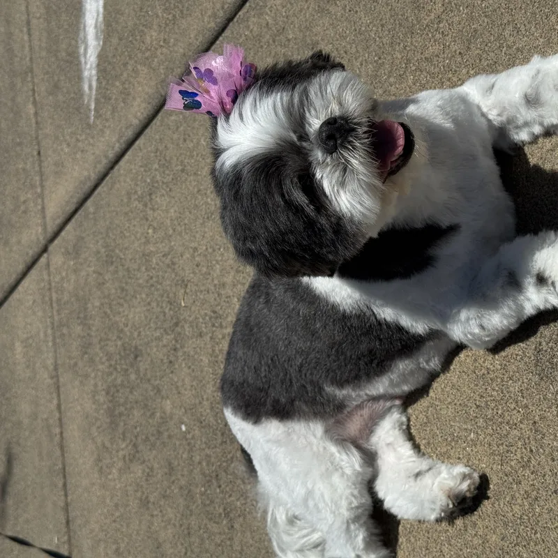 Gracie thumbnail 5