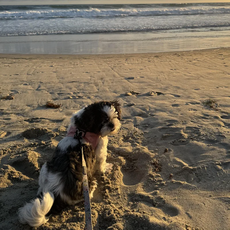 Gracie thumbnail 6