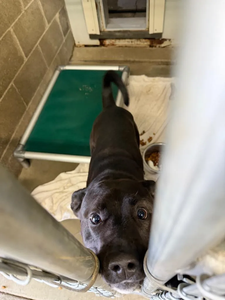 A young medium-sized male Black Labrador Retriever dog named Willie for adoption in Virginia, MN
