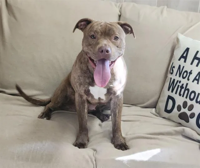 A young medium-sized female Pit Bull Terrier dog named Dolly for adoption in Charlotte, NC