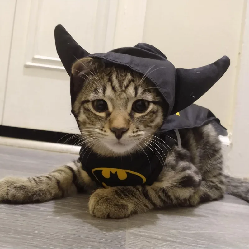 An adult small-sized male Brown / Chocolate Domestic Short Hair cat named M'aiq Hyattsville for adoption in Merrifield, VA
