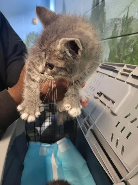A baby small-sized female Domestic Medium Hair cat named Pen for adoption in Lawrenceville, GA