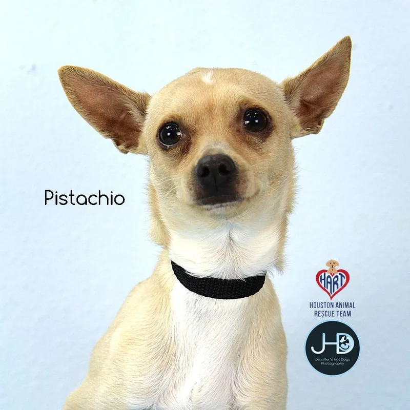 Pistachio thumbnail 2