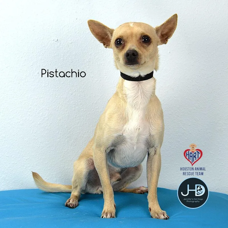 Pistachio thumbnail 4