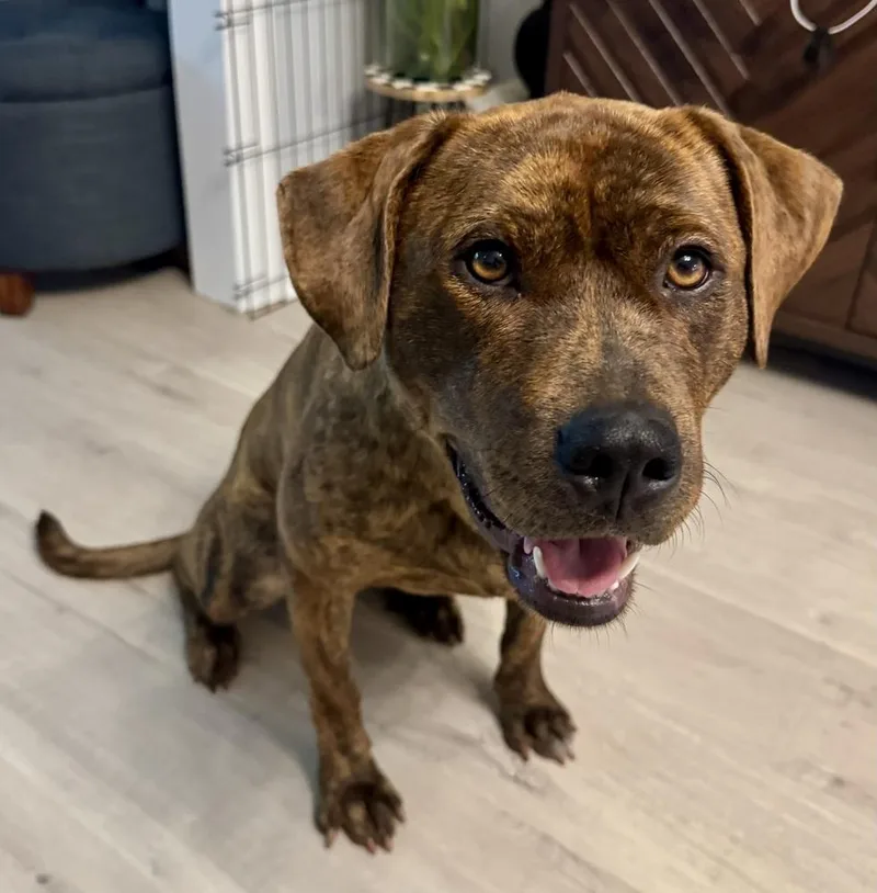 An adult medium-sized female Brindle Pit Bull Terrier dog named Chula for adoption in Chicago, IL
