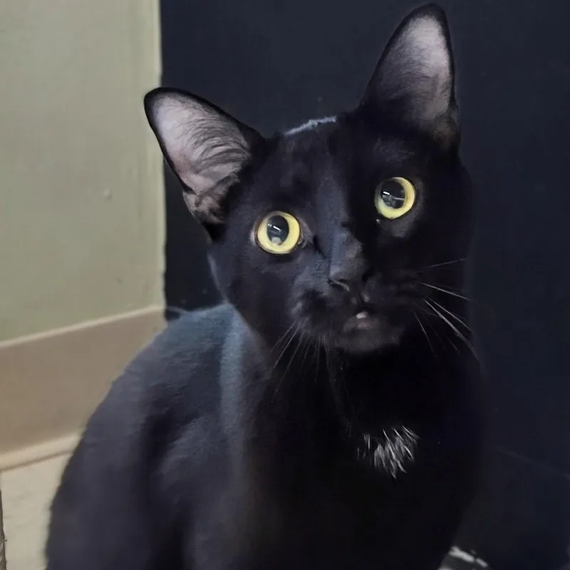 An adult medium-sized male Black Domestic Short Hair cat named Mr. Bond for adoption in West Jefferson, OH