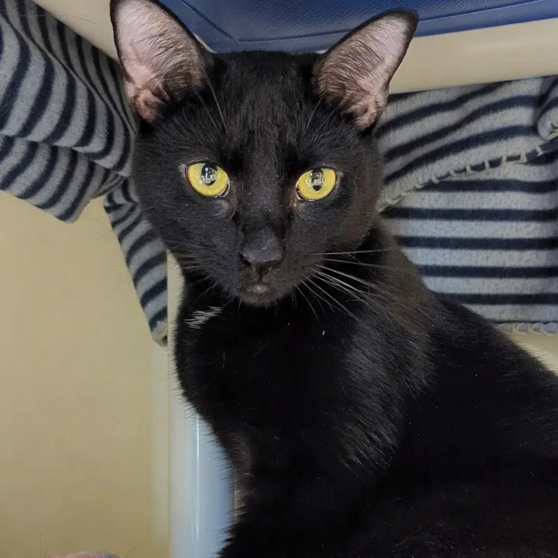 Mr. Bond thumbnail 2