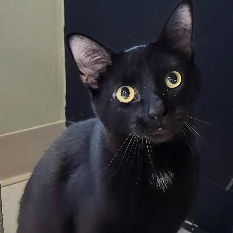 Mr. Bond thumbnail 3