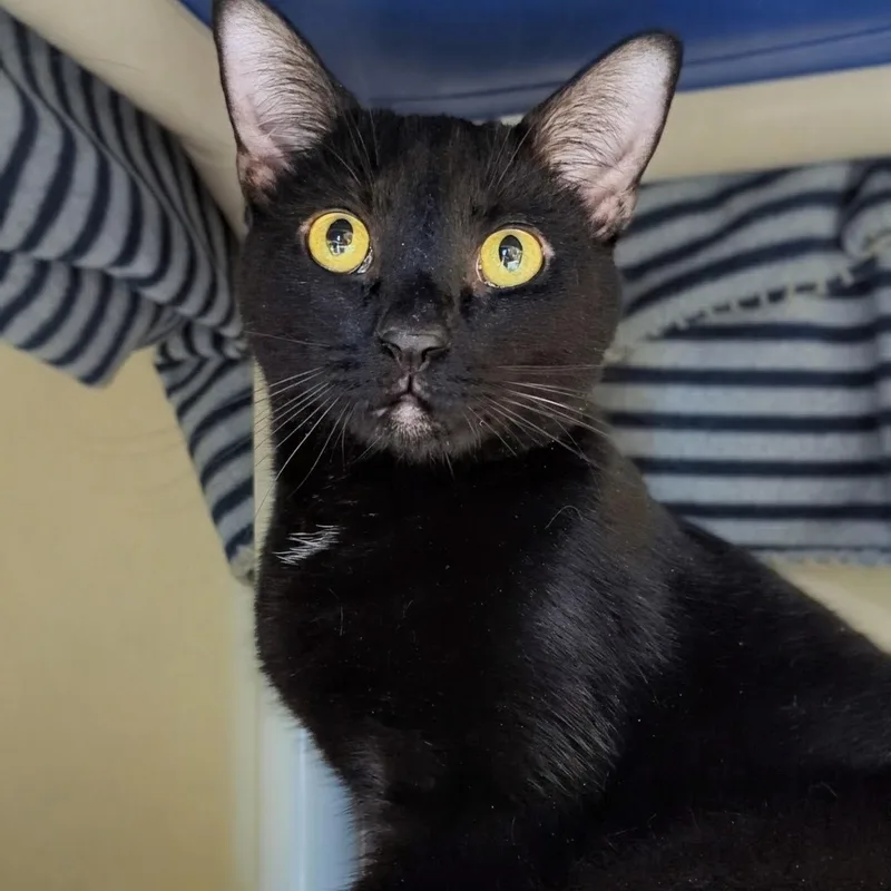 Mr. Bond thumbnail 4