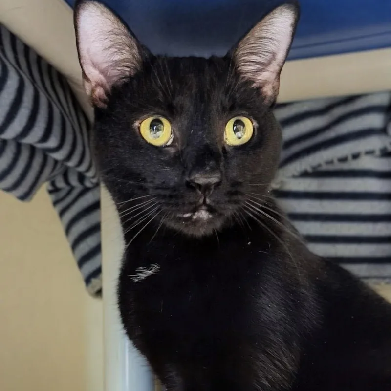 Mr. Bond thumbnail 5