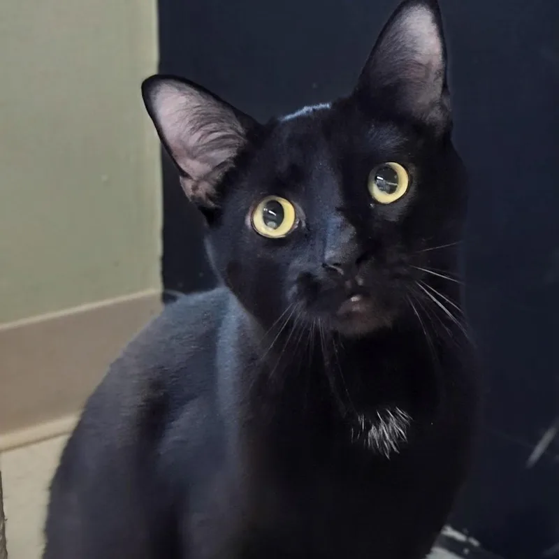 Mr. Bond thumbnail 6