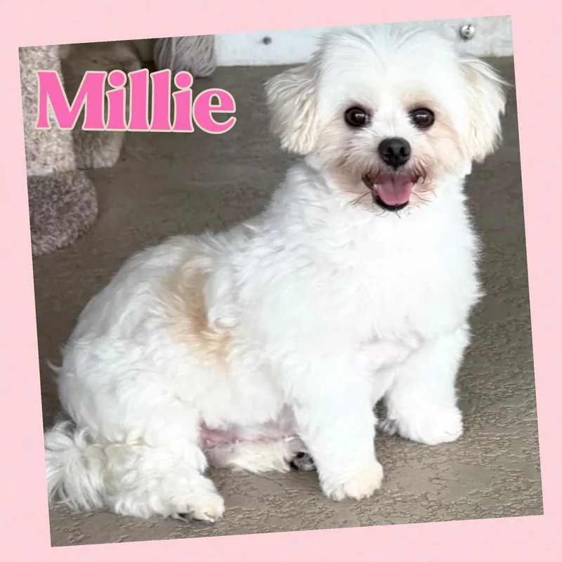 Millie