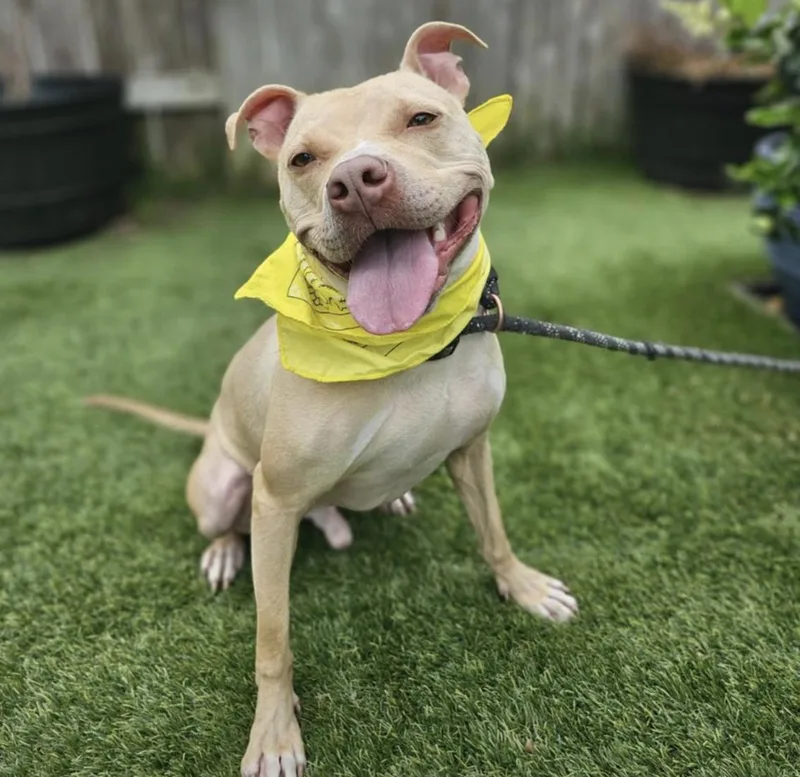 A young medium-sized male Apricot / Beige Terrier dog named Cheesey Tango for adoption in Longview, TX