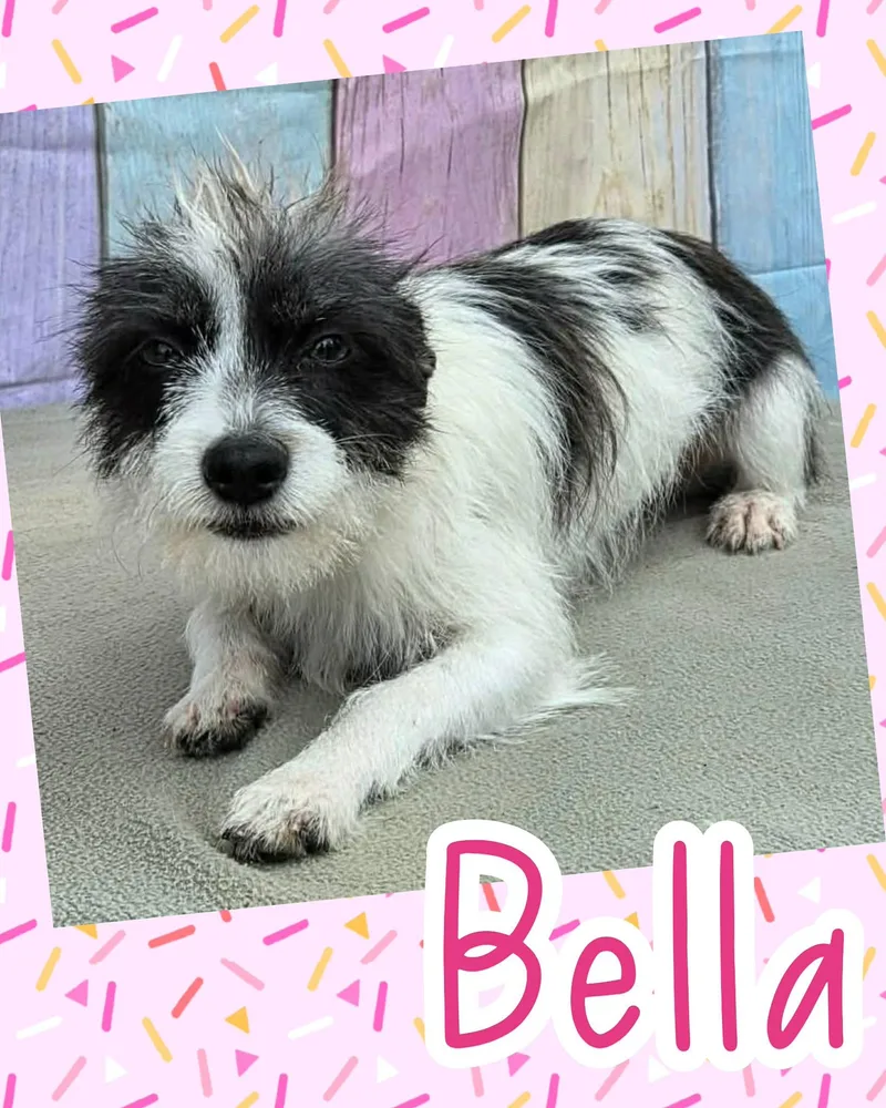 A young small-sized female White / Cream Yorkshire Terrier dog named Bella for adoption in Ringwood, NJ