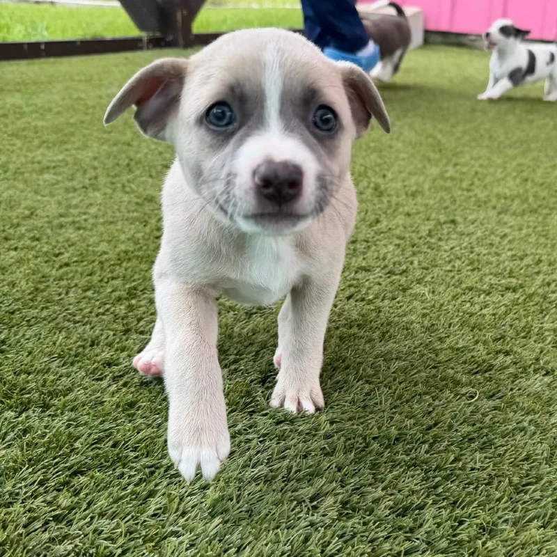 Mya