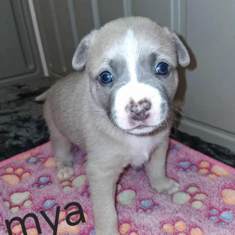 Mya thumbnail 2