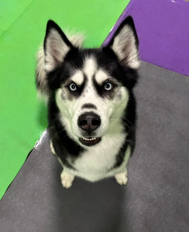 An adult large-sized male Husky dog named Ace for adoption in Warren, MI