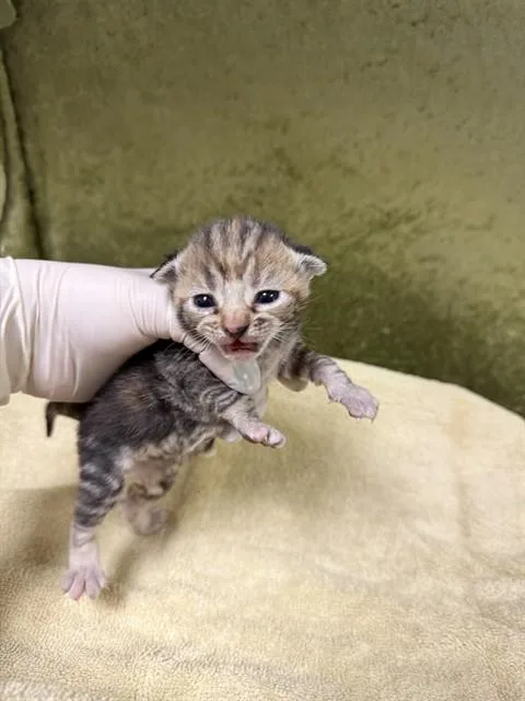 A baby small-sized female Domestic Short Hair cat named Lilo for adoption in Riverside, CA