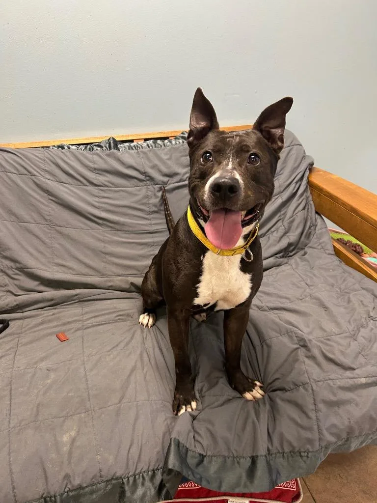 A young medium-sized male Pit Bull Terrier dog named Hogan for adoption in Marion, OH