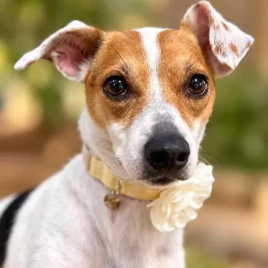 An adult medium-sized female Jack Russell Terrier dog named Juno for adoption in Shinnston, WV