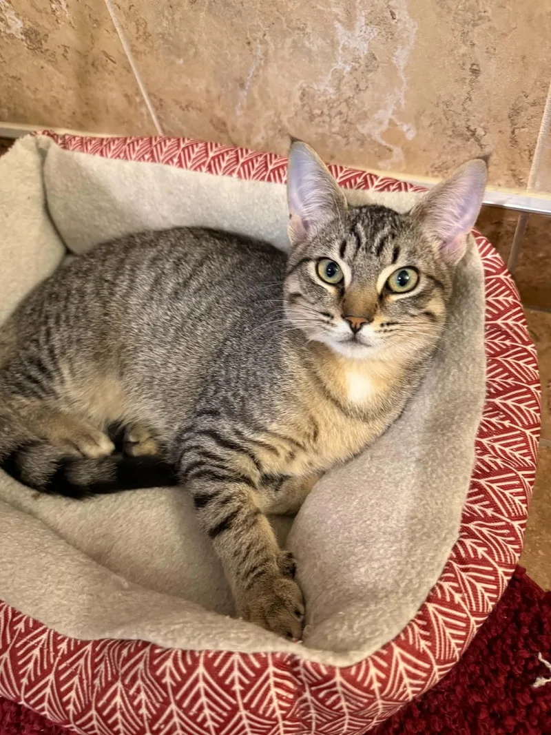 A young medium-sized male Domestic Short Hair cat named Nile for adoption in Blaine, MN