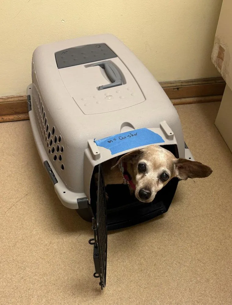 A young medium-sized female Dachshund dog named Tillie for adoption in Columbia, TN