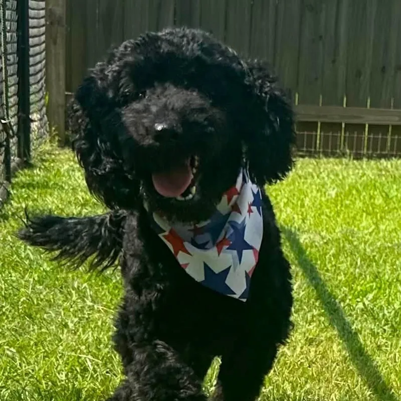 A baby medium-sized female Poodle dog named Jetta for adoption in Meridian, MS