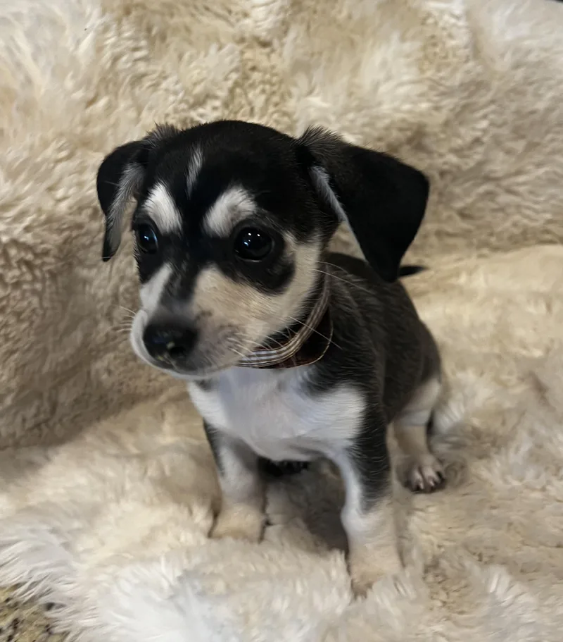Pepe Le Pew
