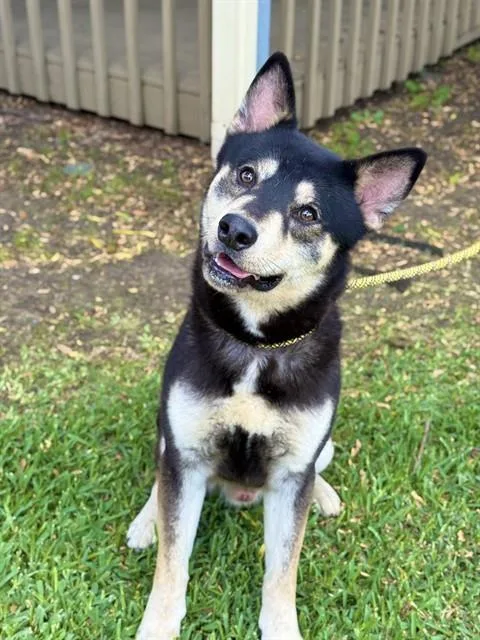 A young large-sized male German Shepherd Dog dog named Noah for adoption in Sugar Land, TX