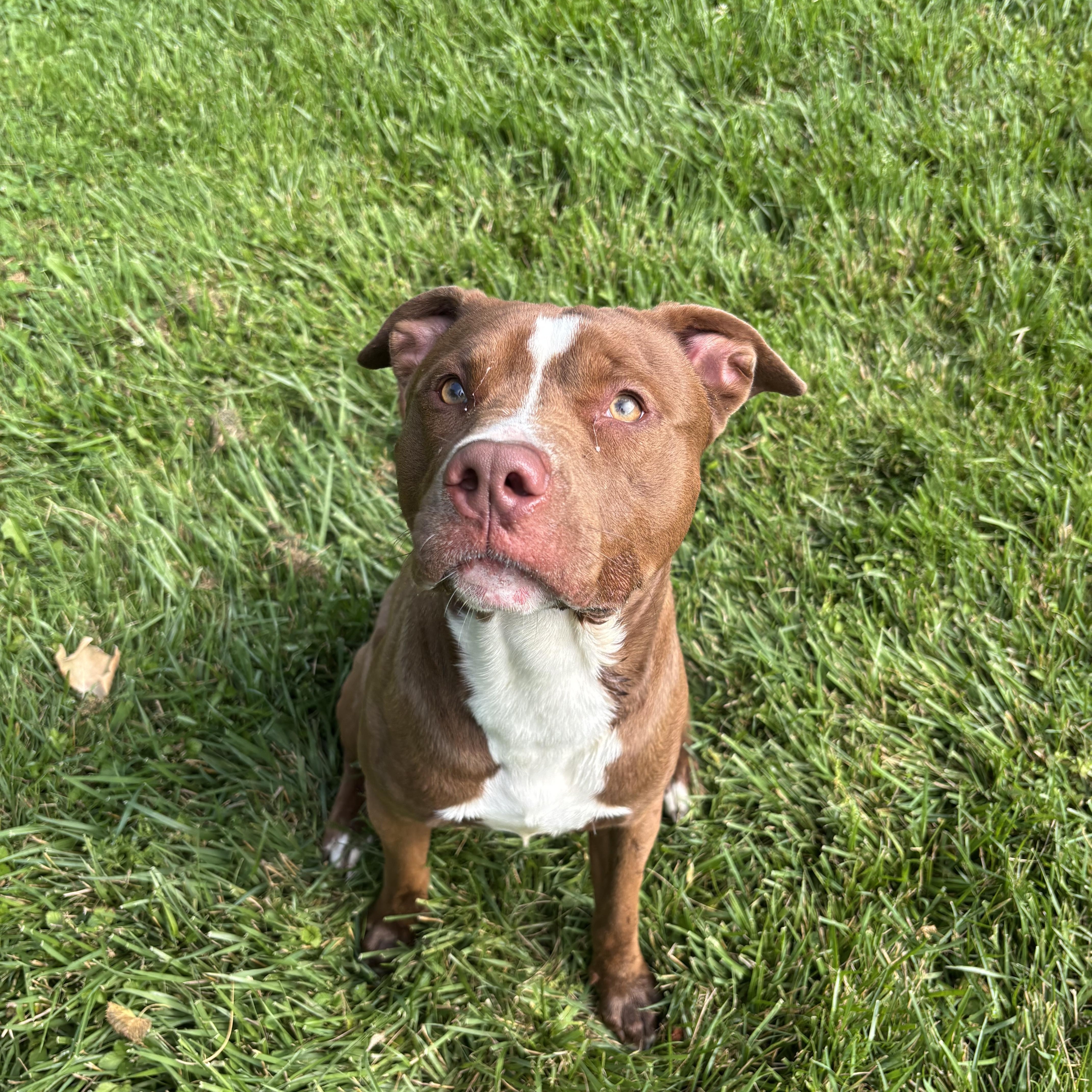 A young medium-sized male Red / Chestnut / Orange Pit Bull Terrier dog named Silly Willy for adoption in Circleville, OH