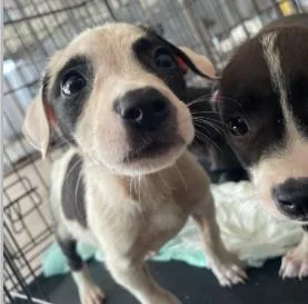 A baby medium-sized female Mixed Breed dog named Mars for adoption in West Chester, PA