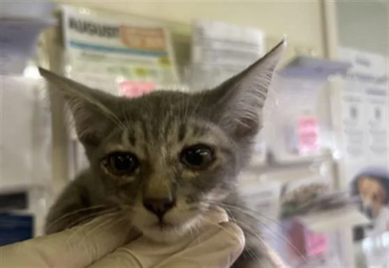 A baby small-sized female Domestic Short Hair cat named A for adoption in Los Angeles, CA
