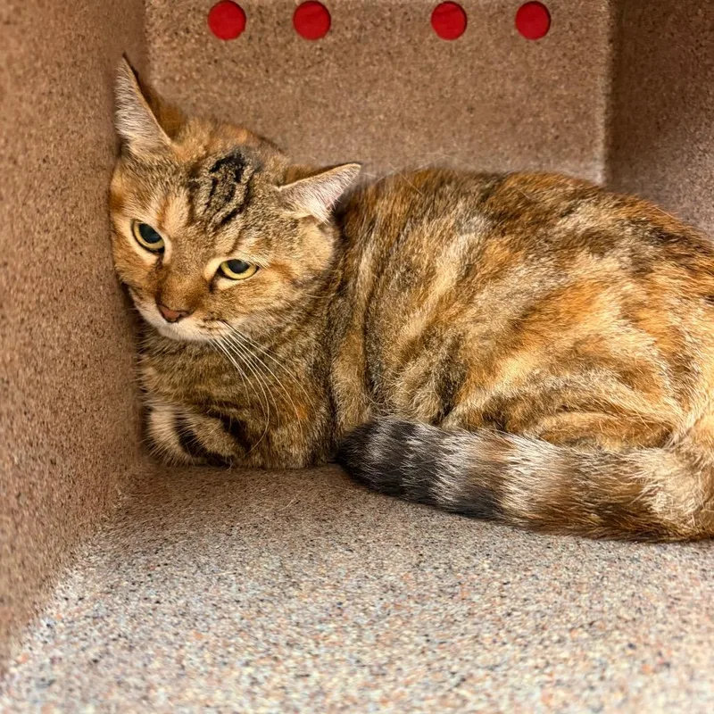 An adult medium-sized female Torbie Domestic Short Hair cat named River for adoption in Birmingham, AL