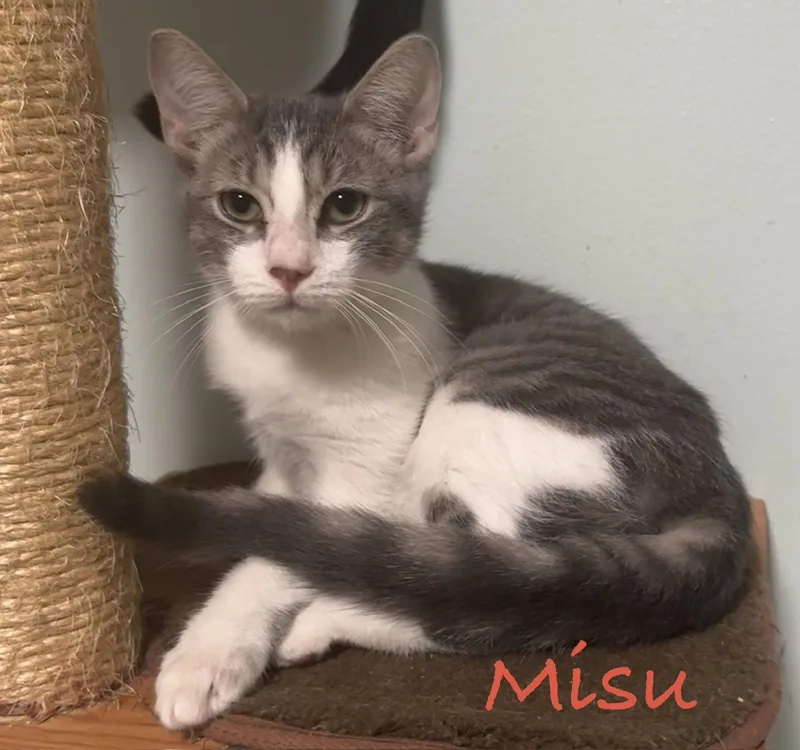 A young medium-sized male Gray & White Domestic Short Hair cat named Misu for adoption in Longwood, FL