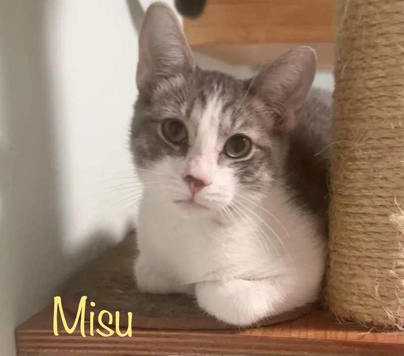 Misu thumbnail 2