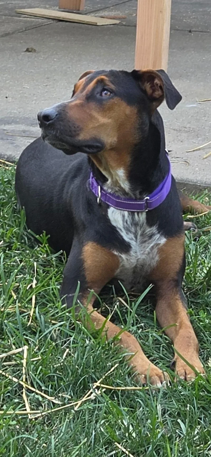 A young large-sized female Black and Tan Coonhound dog named Kelly for adoption in Saint Charles, MO