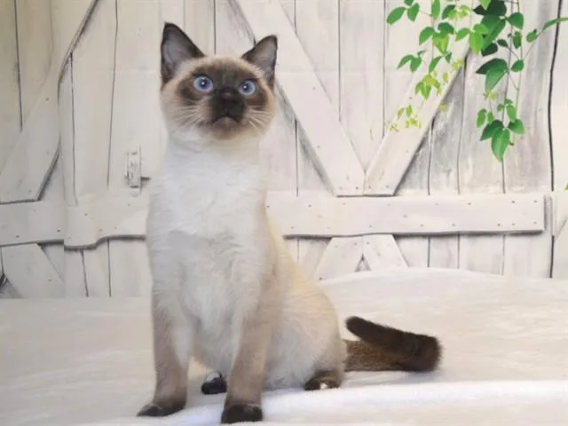 A baby small-sized male Siamese cat named Mr.ed for adoption in Oroville, CA
