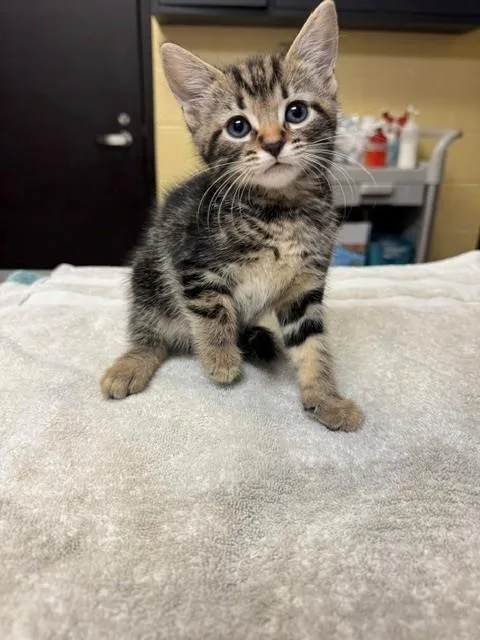 A baby medium-sized male Domestic Short Hair cat named Ra for adoption in Cookeville, TN