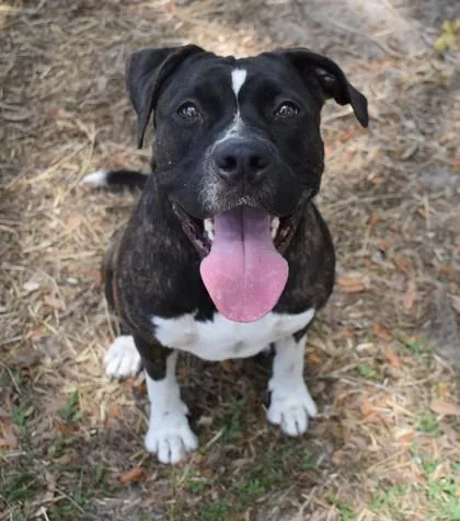 An adult large-sized female Brindle Pit Bull Terrier dog named Sui for adoption in Inverness, FL
