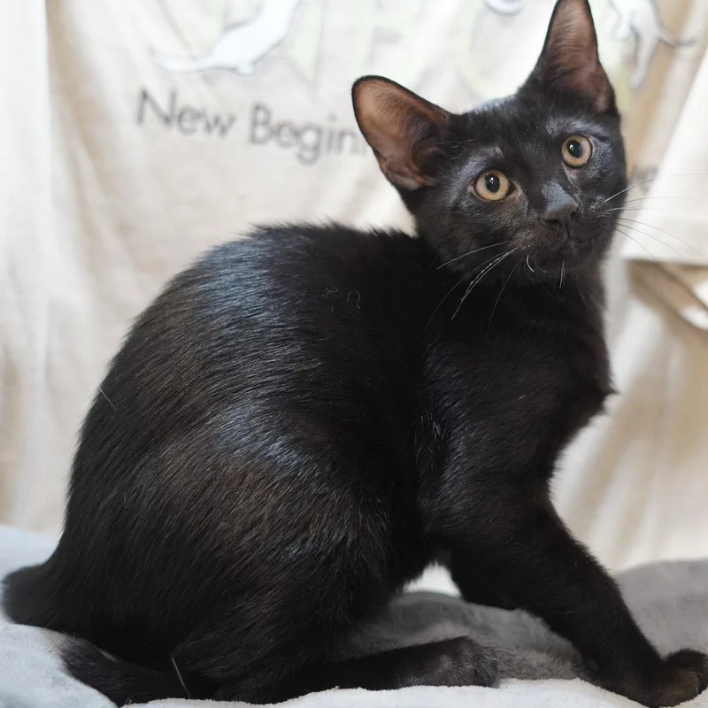A baby medium-sized male Domestic Short Hair cat named Franky for adoption in Garland, TX