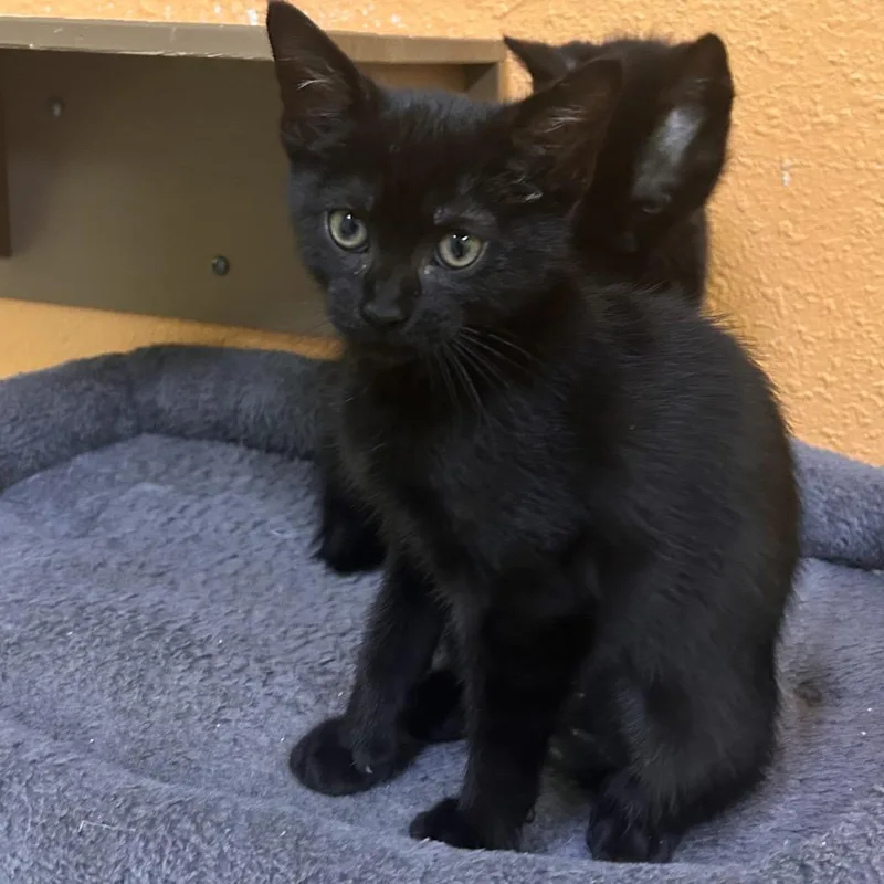 A baby small-sized female Black Domestic Short Hair cat named Rachel for adoption in Fresno, CA