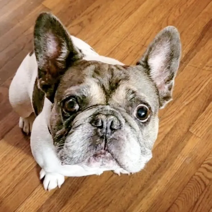 Duke