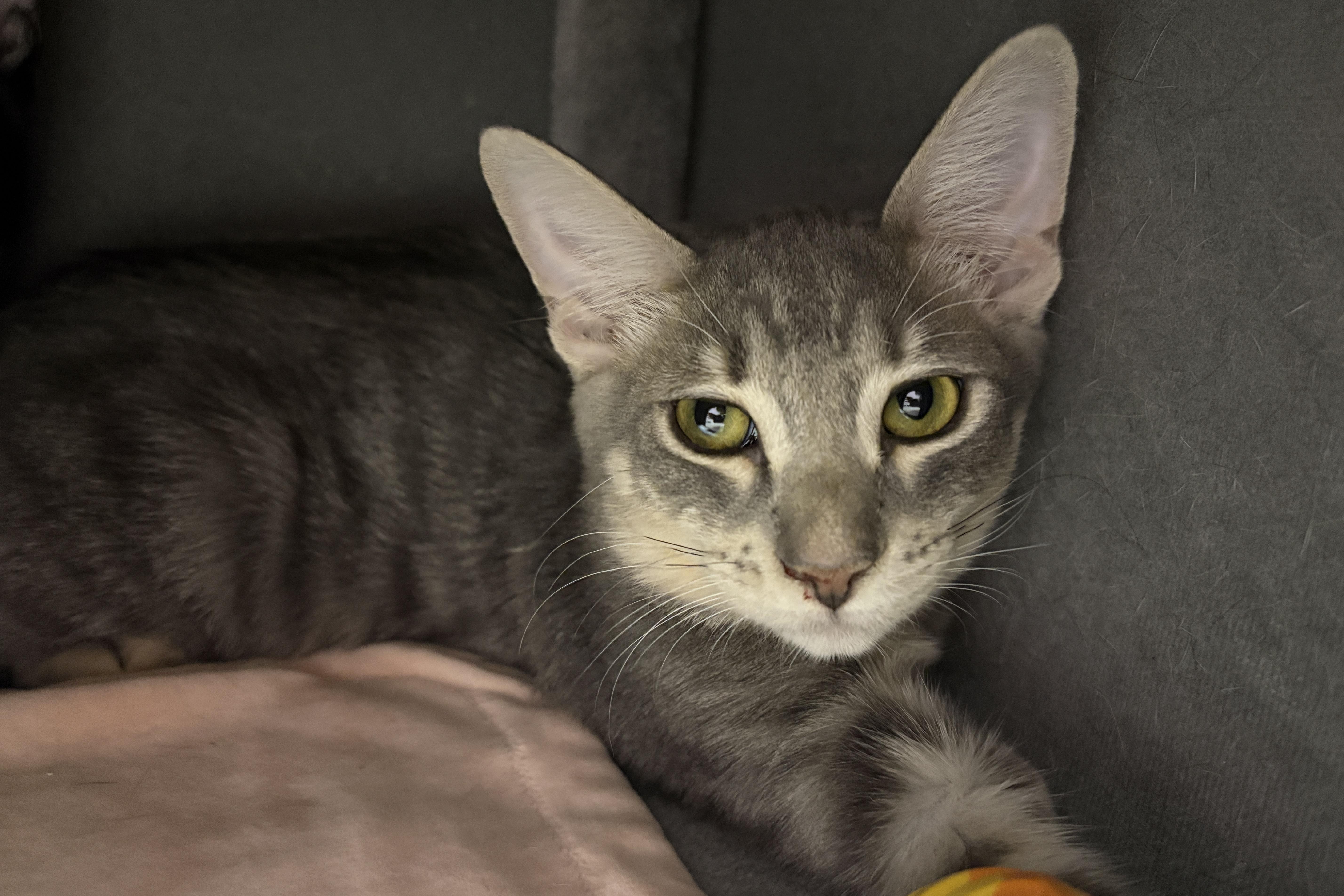 A baby small-sized male Domestic Short Hair cat named Mr. Grey Barras for adoption in Fountain Hills, AZ